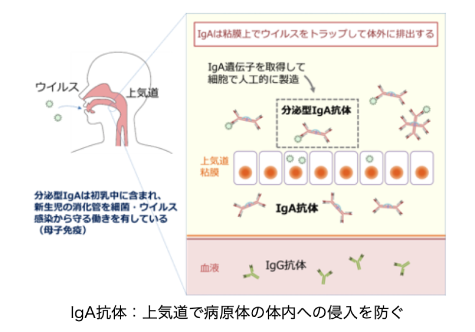 IgA抗体：上気道で病原体の体内への侵入を防ぐ​