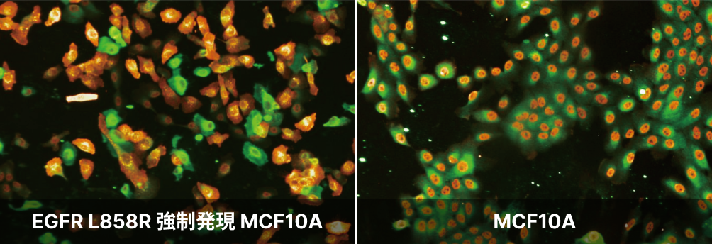 EGFR L858R​ 強制発現MCF10A／MCF10A​