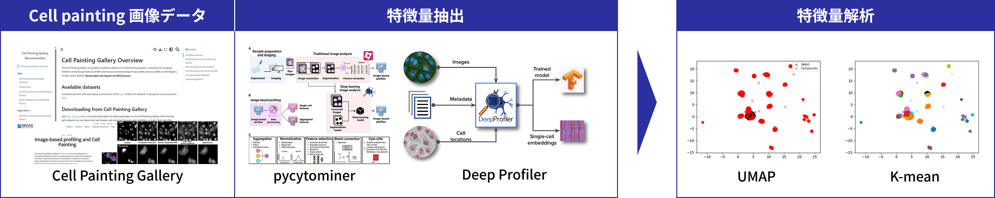 Cell painting 画像データ／特徴量抽出→特徴量解析